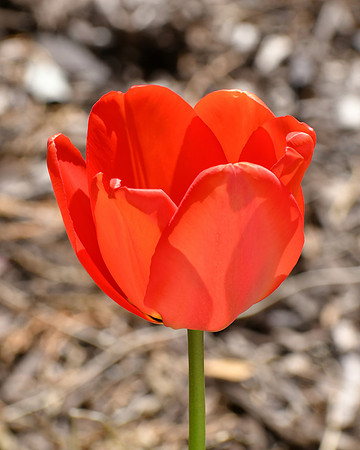 So Very Tulip