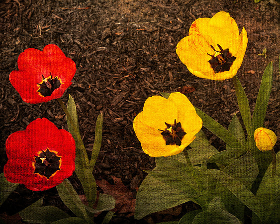 Tulip Canvas