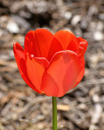Tulip Delight