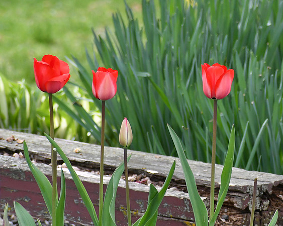 Tulip Time
