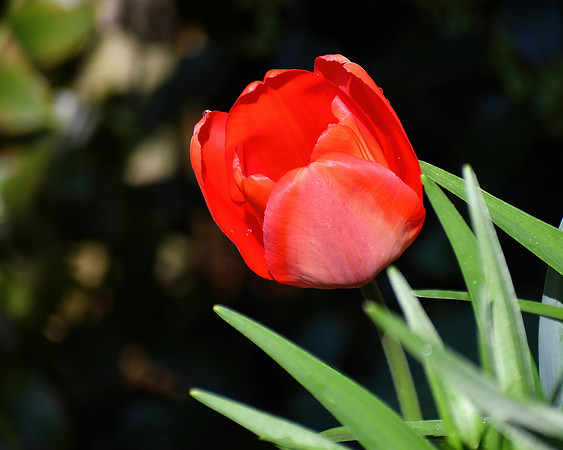 Tulipside