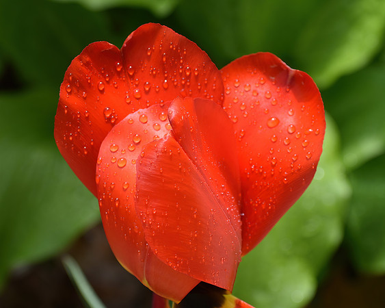 Water Drops