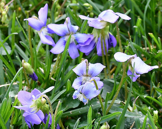 Wild Violets