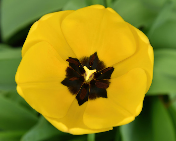Yellow Tulip Sunlit