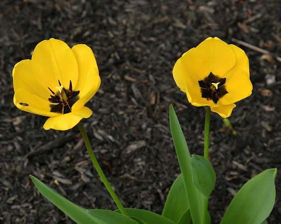 Yellowdale