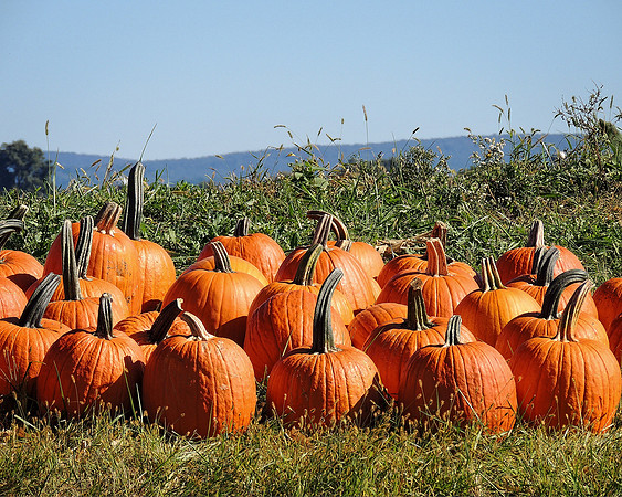 Pumpkin Parade