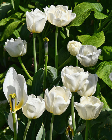 Didiers Tulip