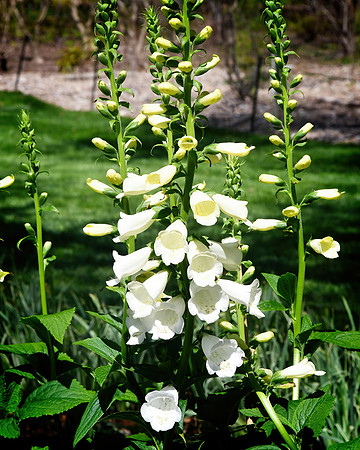 Foxglove