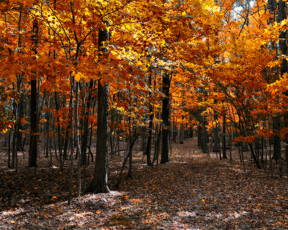 Walk Amidst The Trees