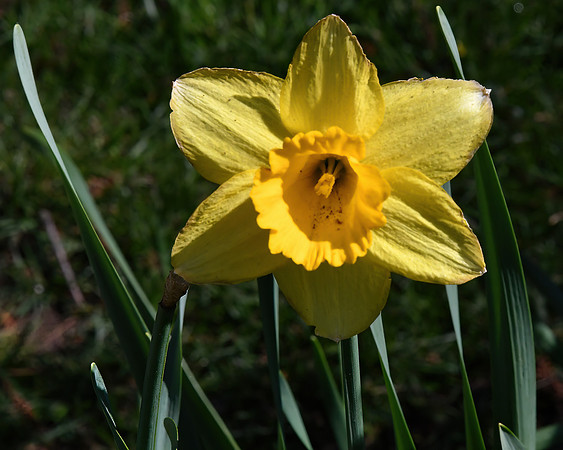 Daffo-dilll