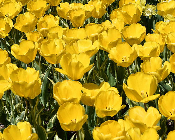 Yellow Field
