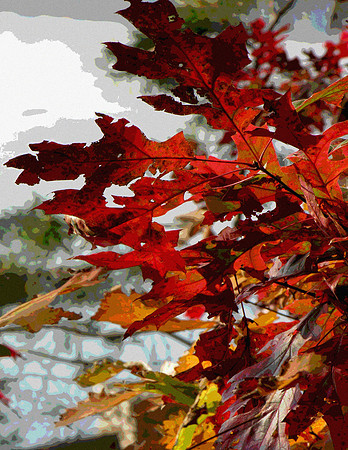Flamboyant Fall Leaves Still Life