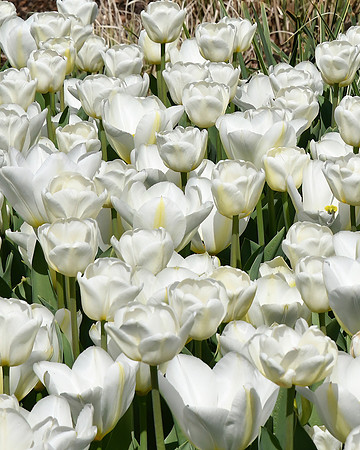 White Emperor