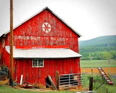 Opossum Hollow