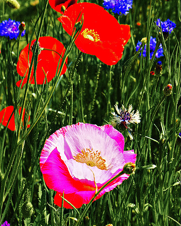 Poppies, My Pretty