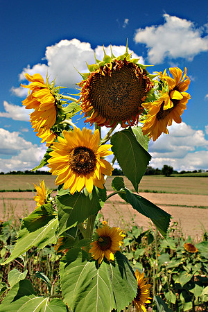 Sunflowers Blowing In the Wind