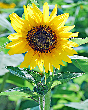 Sunlit Sunflower