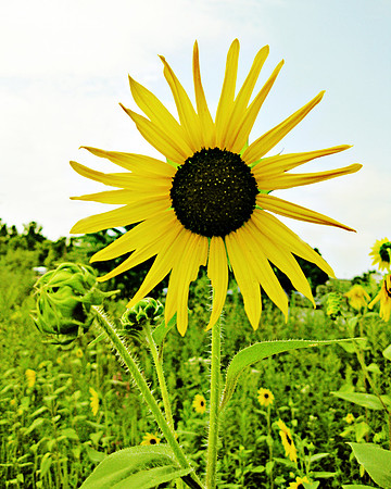 Star Flower