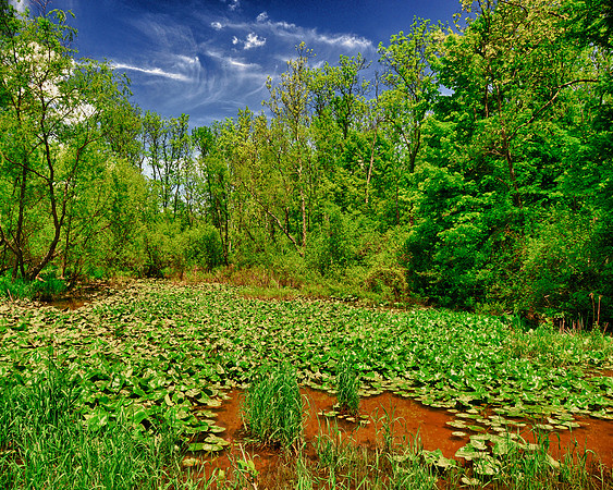 Fannetsburg Lily Pad