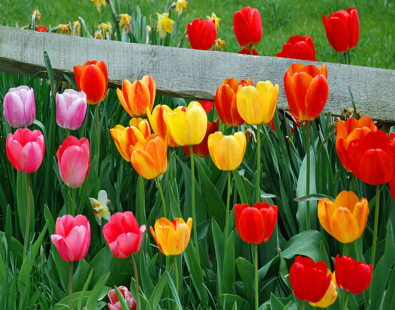 Tulip Circus Parade