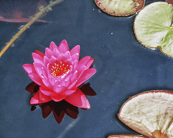 Floating Pinkly