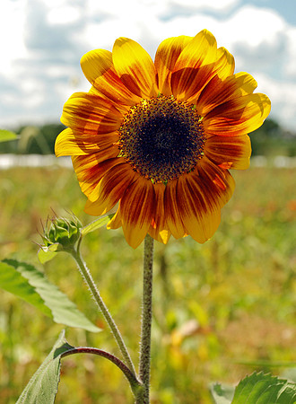 Sunflower Looking On