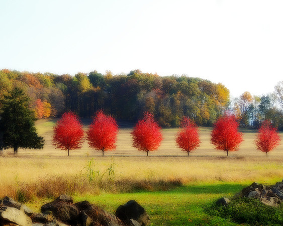March of the Wood Trees