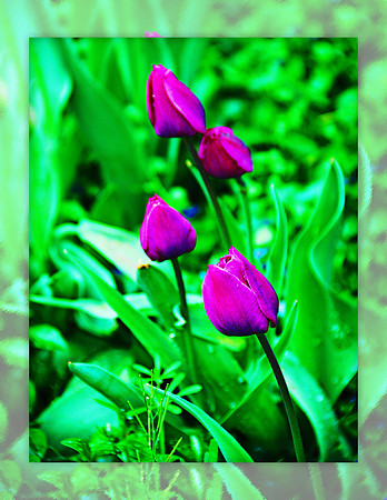 Purple Tulips