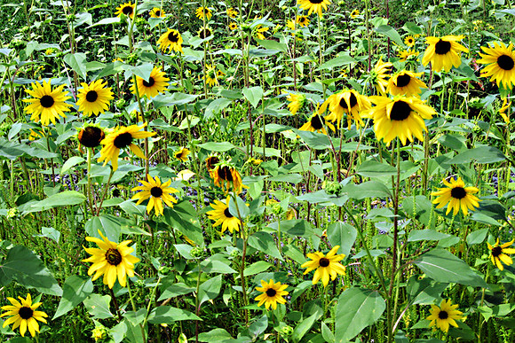 Sunflowers of the Field
