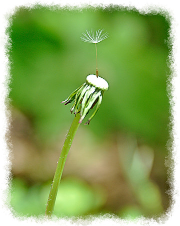 One Wish