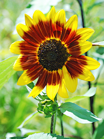 Sunflower Smile