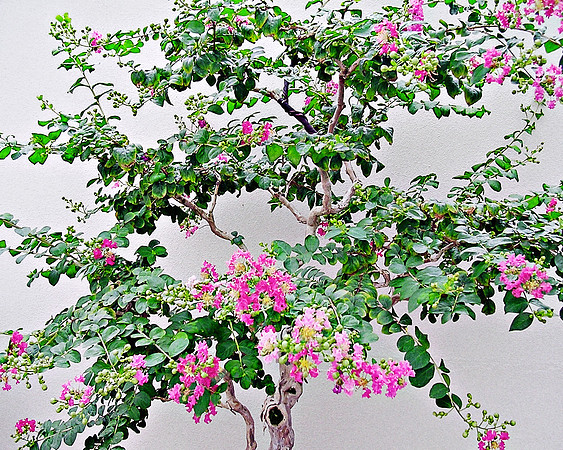 Oriental Tree