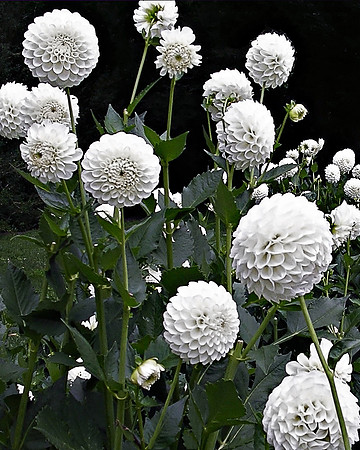 White Cotton