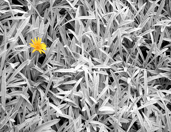 Yellow Amidst Grey