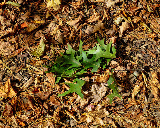 Those Falling Leaves