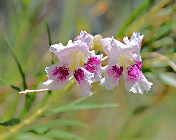 Summer Orchids