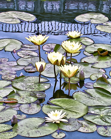 Water Lilies