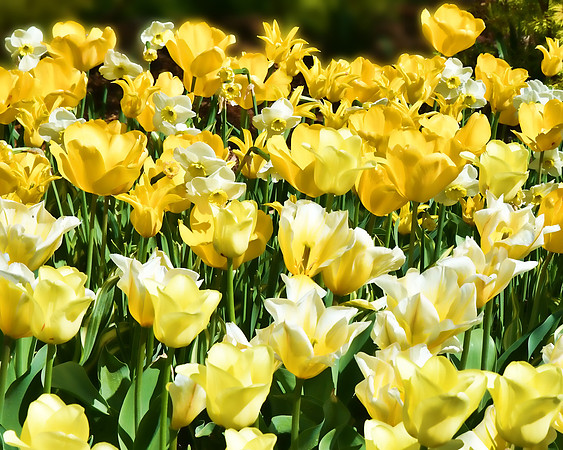 Welcome Spring