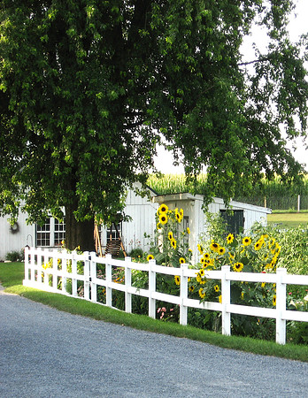 Sunflower Farm