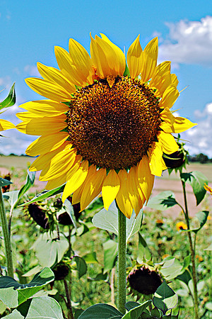 Wind Blown Sunflower