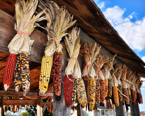 Hanging Corn