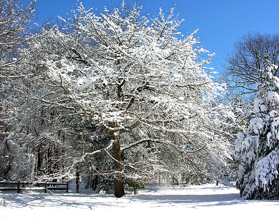 Snow Queen