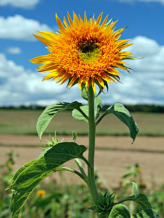 Sunflower Spiked