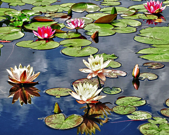 Water Pond