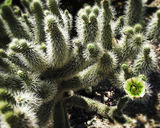 Desert Flower