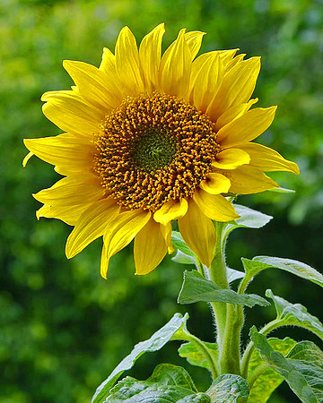 The Yellow Sunflower