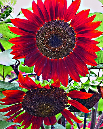 The Red Sunflower