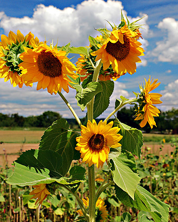 Windblown Sunflowers