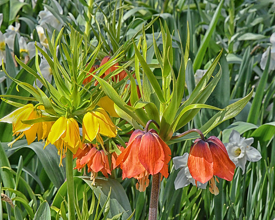 Floral Diversity