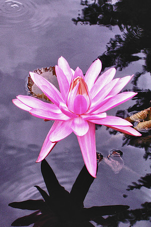 Majestic Water Lily